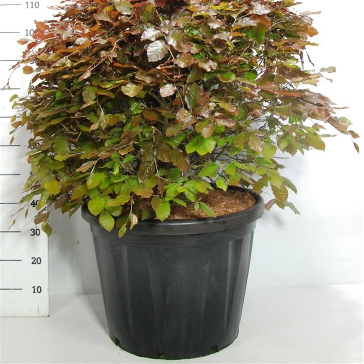 Blodbok – Fagus sylvatica 'Atropunicea' - C80 80-90 cm. Bol